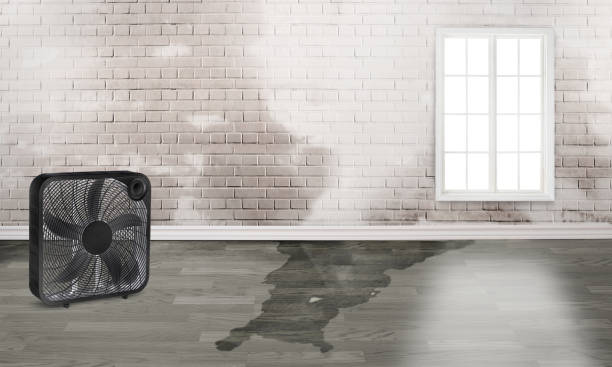 Best Water damage restoration mold remediation  in Tripoli, IA